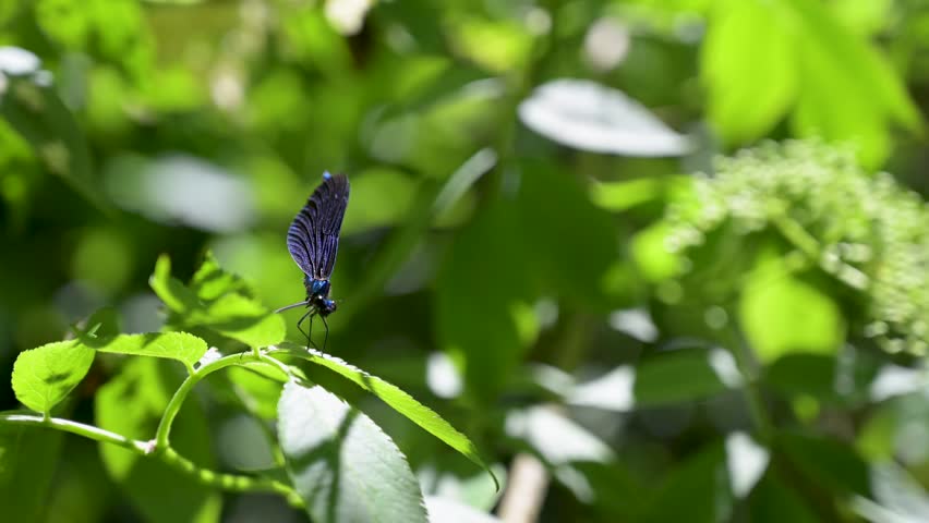 Odonata dragonfly resting in forest close up. Dragonfly on leaves macro view.