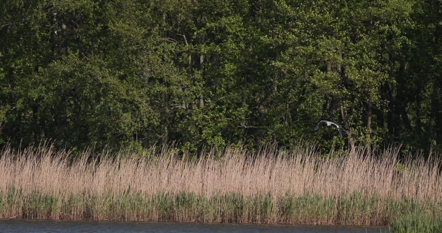 Grey heron flying over a reed shore and entering a dense forest