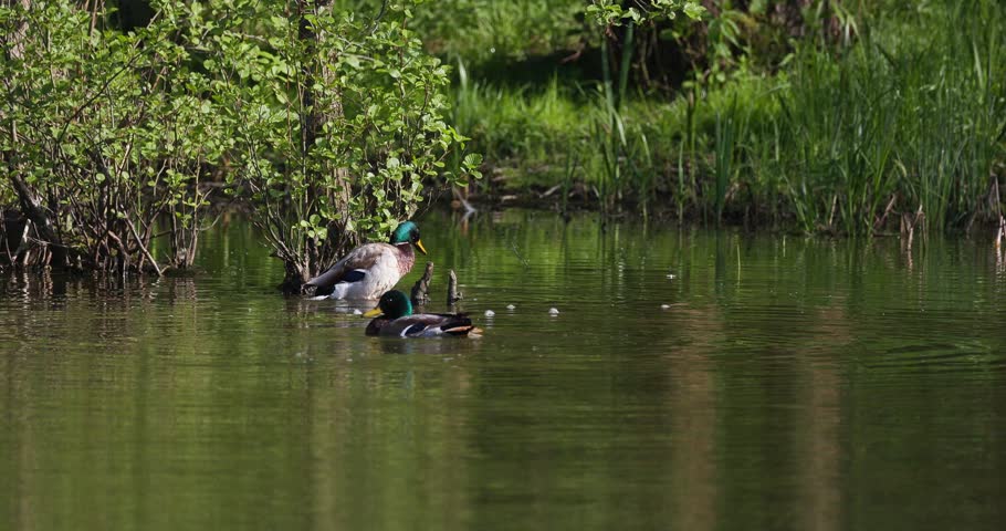 Two mallard drakes splashing water and preening feathers near a forest lake shore