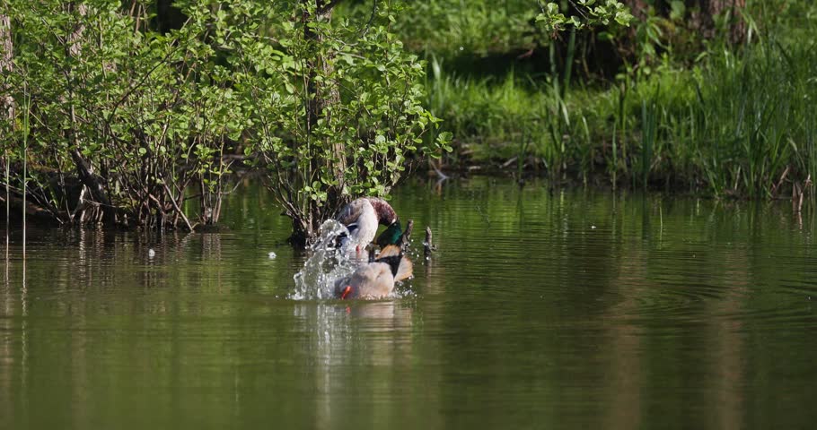 Two mallard drakes splashing water and preening feathers near a forest lake shore