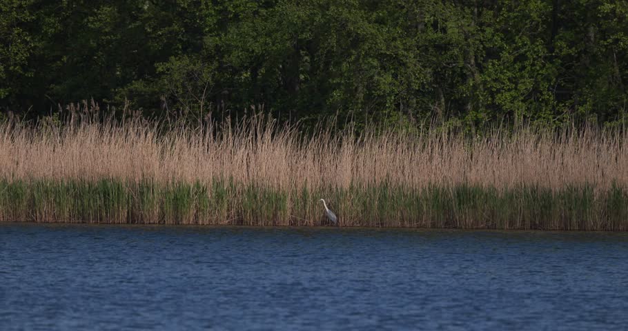Distant view of one grey heron standing still on a lake shore in anticipation before attacking its prey
