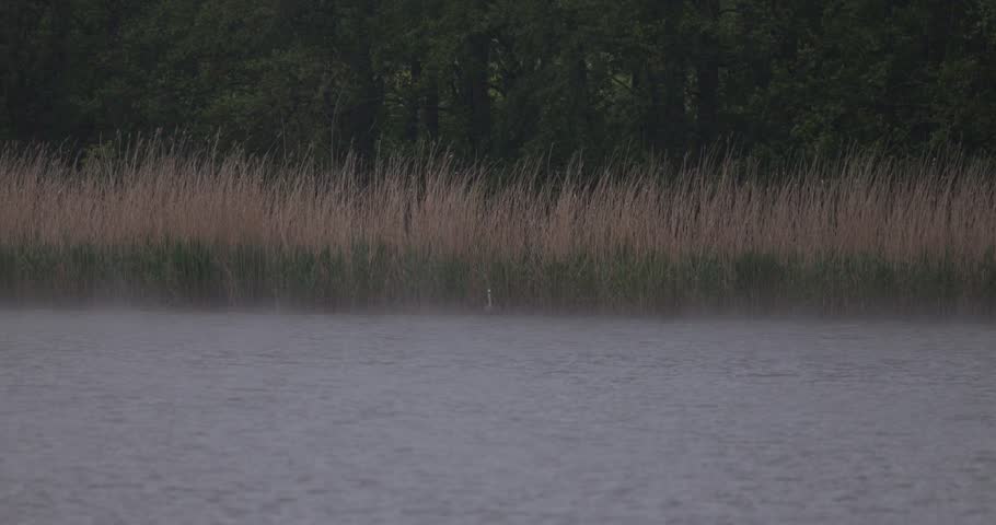 Distant view of one grey heron taking off, flying over a lake and landing back into reeds in thick fog