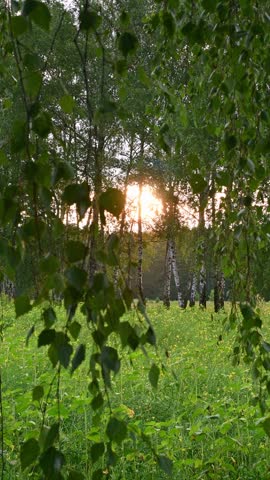 Birch trees with swaying leaves revealing sunset over meadow.