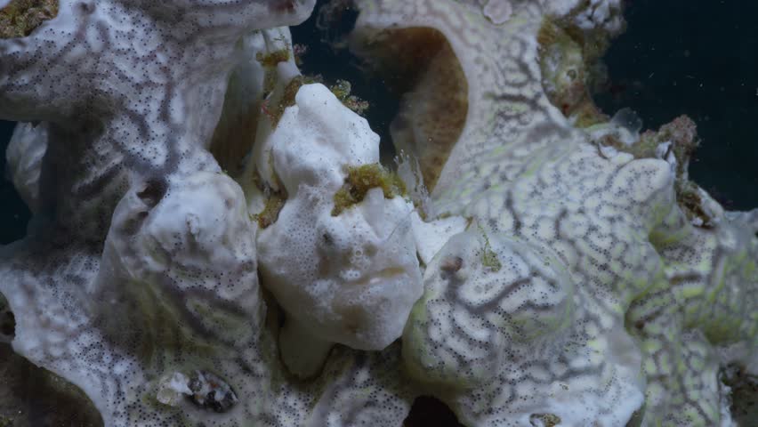 A Warty Frogfish or Clown Frogfish, (Antennarius maculatus), jerking it