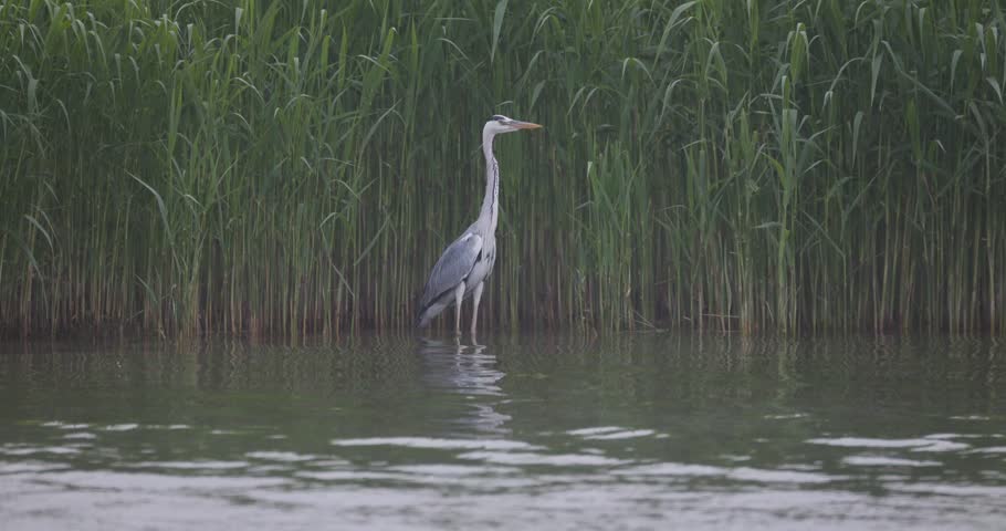 Grey heron taking off from the water and flying towards an open bay