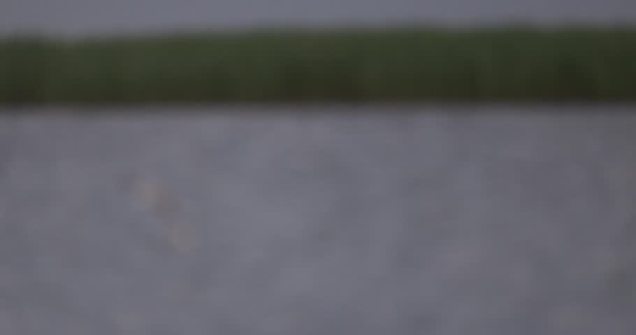 Panning shot of seagulls flying over water and revealing grey herons standing near a reed shore
