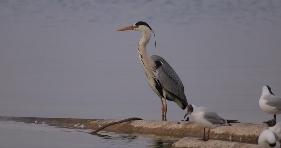 Grey heron and seagulls standing on a concrete shore reinforcement near the water