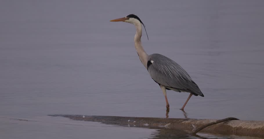 Grey heron taking off from a concrete barrier in the water and flying a short distance