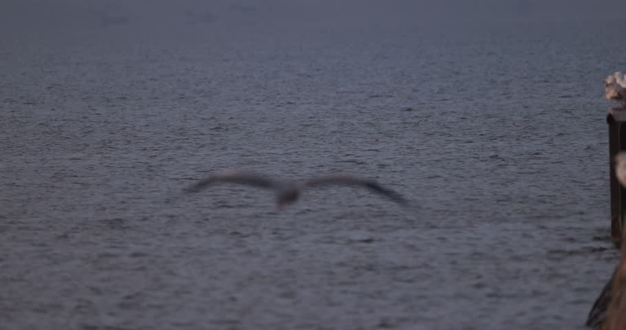 Grey heron flying and landing among a flock of seagulls on a pier near a lighthouse