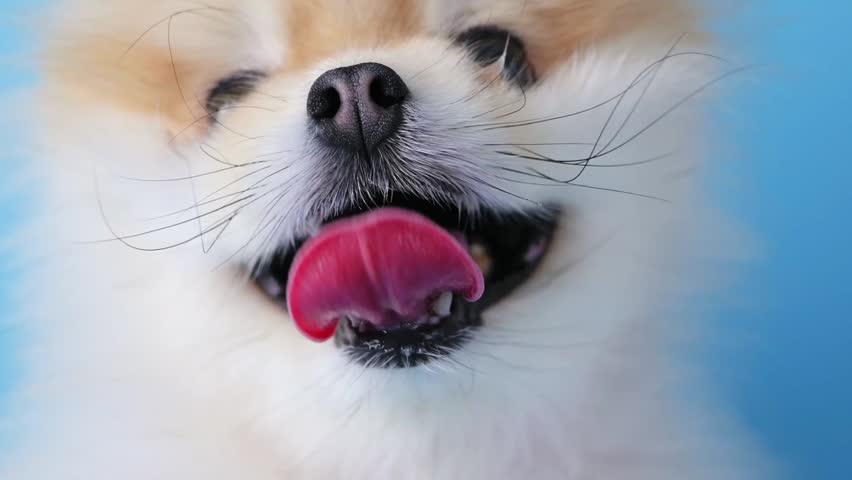Portrait of cute Pomeranian puppy with pink tongue hanging out against blue background. Happy, fluffy little dog in studio shoot is concept for caring, loving, and responsible pet ownership.