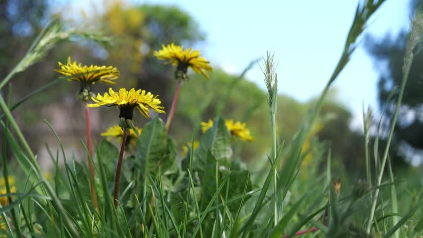 Yellow dandelion flowers swaying in a breeze among fresh green spring grass, low ground-level view with soft blue sky and blurred trees, calm nature background