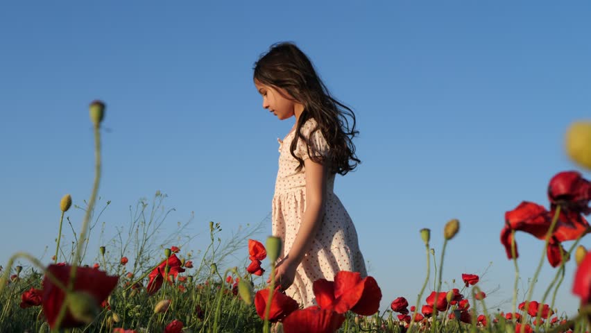 Young girl in a polka dot summer dress walks through a blooming red poppy field and bends down to touch a flower under a clear blue sky, a carefree childhood moment in nature