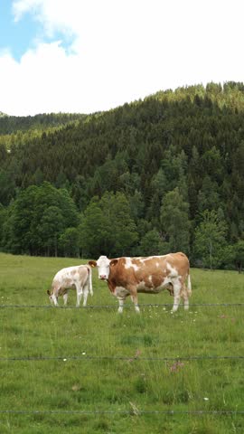 Brown and white Simmental cows grazing in a fenced alpine meadow below a pine forest hillside on a sunny summer day, calm organic farming and free-range dairy life