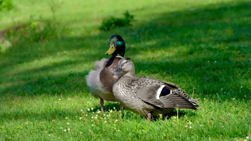 A pair of ducks (Anas platyrhynchos) resting together on a lush green meadow. The male (in the background) stands out with his distinctive iridescent green head, yellow bill, and brownish chest.