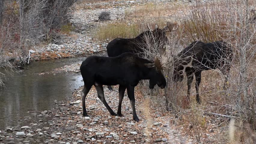 Close-up footage of two Bull Moose (Alces alces) fighting near a river during the rutting season, showcasing powerful antler clashes, dominance behavior, and the raw beauty of North American wildlife in stunning 4K Ultra HD resolution.