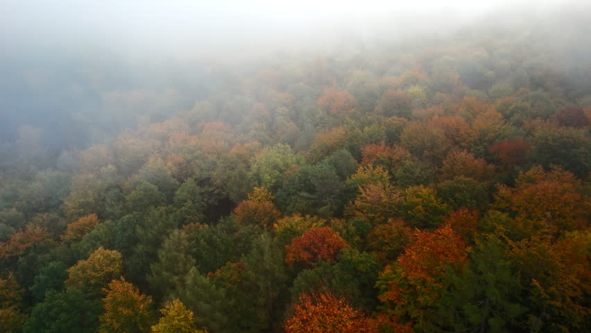 Flying over a beautiful foggy forest with colorful trees in autumn. Aerial drone footage with pleasant fall colors in misty atmosphere. 
 