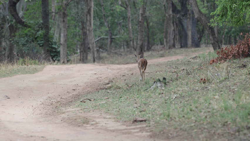 Chital fawn (spotted deer) standing walking on forest road, alert, dense green sal deciduous forest, dirt road - Panna National Park, Panna Tiger Reserve, Madhya Pradesh, India