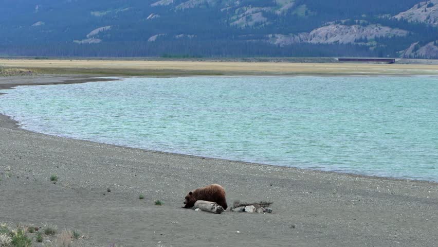 Grizzly bear walking on a gravel shoreline next to a glacial lake under mountains in Yukon