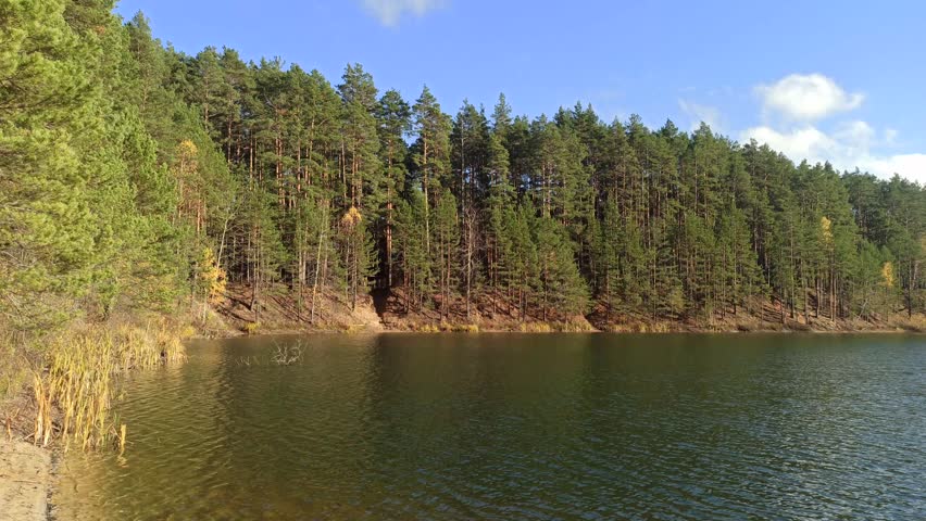 Beautiful pine forest on a high bank of a calm lake under a sunny blue sky. Green and yellow autumn trees grow along the steep shoreline. Small ripples move across the clean water surface.