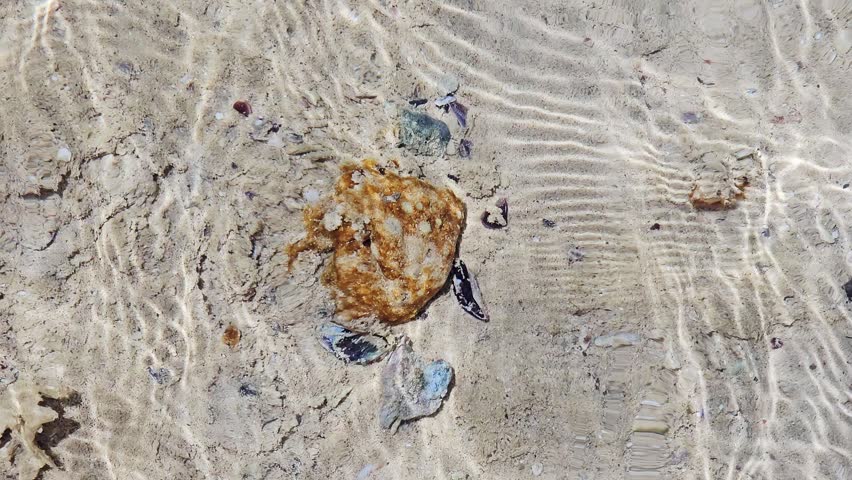 Fossilized sea sponges phylum Porifera, present as rock-like specimens with distinctive porous structure and a sac-like body, Some species have heavily calcified skeletons that form layered structures