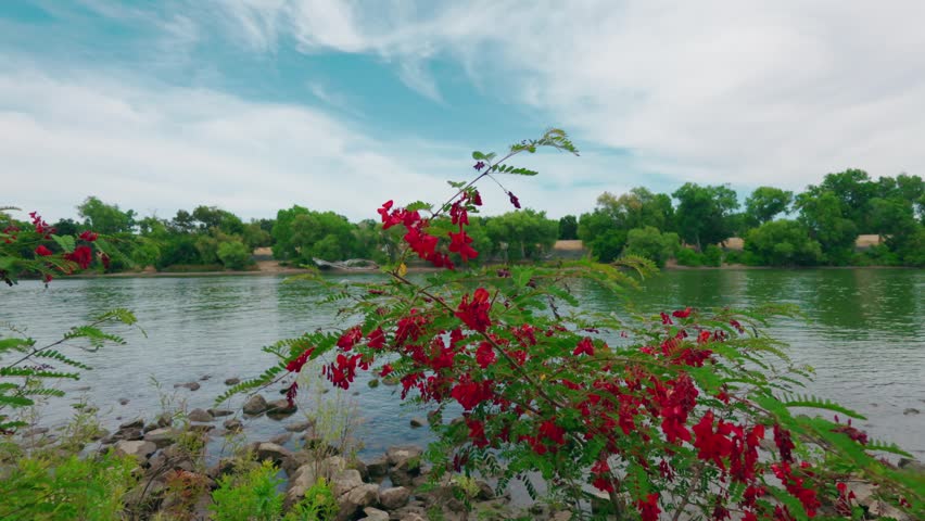 Red flowers bloom along a rocky riverbank under vibrant blue skies with lush trees across the calm water
