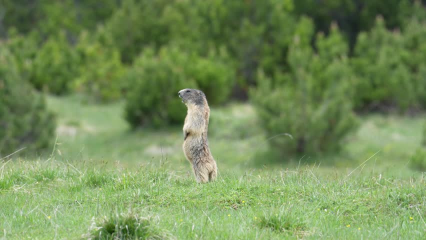 Solitary alpine marmot standing upright on its hind legs watching for danger in a grassy field