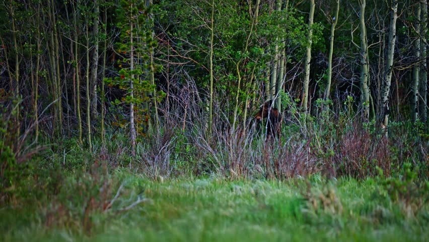 Moose browsing fresh leaves from a tree near Sprague Lake forest, partially obscured by branches