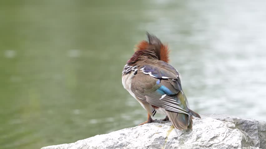Rear view of a male Mandarin duck (Aix galericulata) displaying intricate feather patterns while resting on a rock beside a tranquil pond in Bad Ragaz, Switzerland.