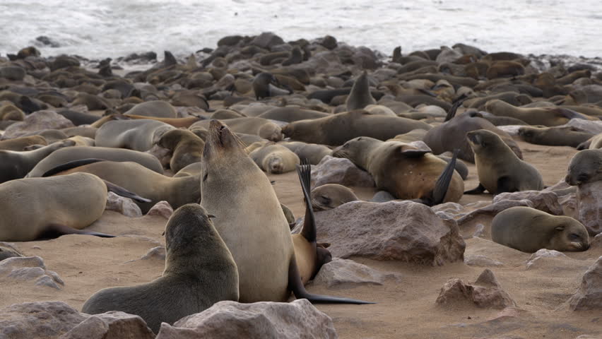 Seals at Cape Cross Seal Reserve, one of the largest colonies of Cape fur seals in the world, on the Skeleton Coast in Namibia.