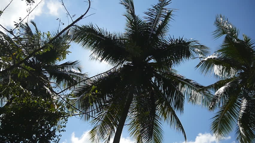 Beautiful view of the palm trees passes by a blue sky background. Sunlight breaks through leaves at sunny day. Warm sunbeams illuminates plants. Concept of summer travel. Dolly shot Slow motion