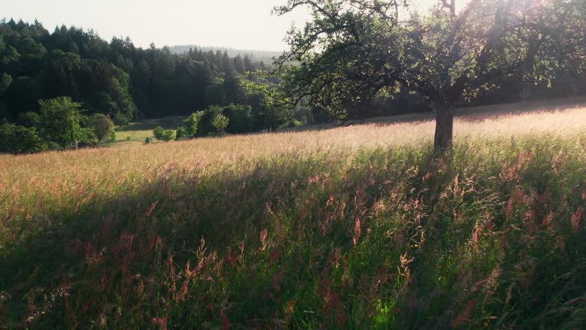 Moving backward over the high grass of a picturesque sunlit meadow. A rural idyll with trees on hills, wind and sunshine.