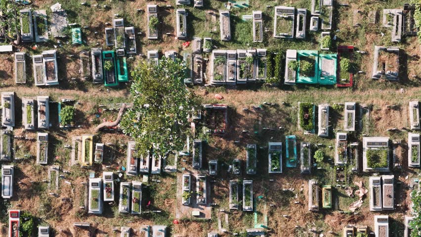 Aerial view of a cemetery with numerous graves and a large tree in Krembangan, East Java, Indonesia.