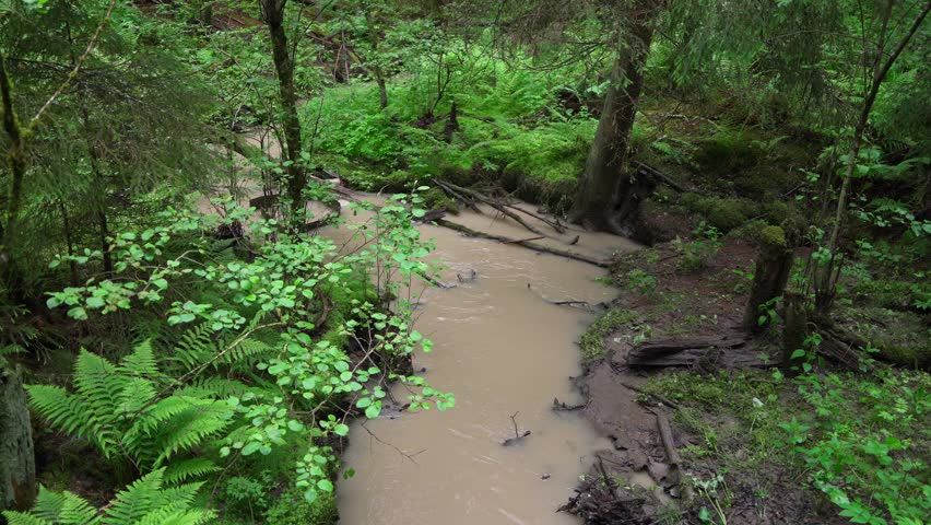 Small muddy creek flowing through a Finnish forest surrounded by lush green plants.