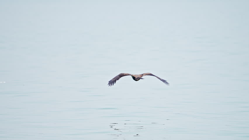 Juvenile bald eagle flying in slow motion over Utah lake during the summer.