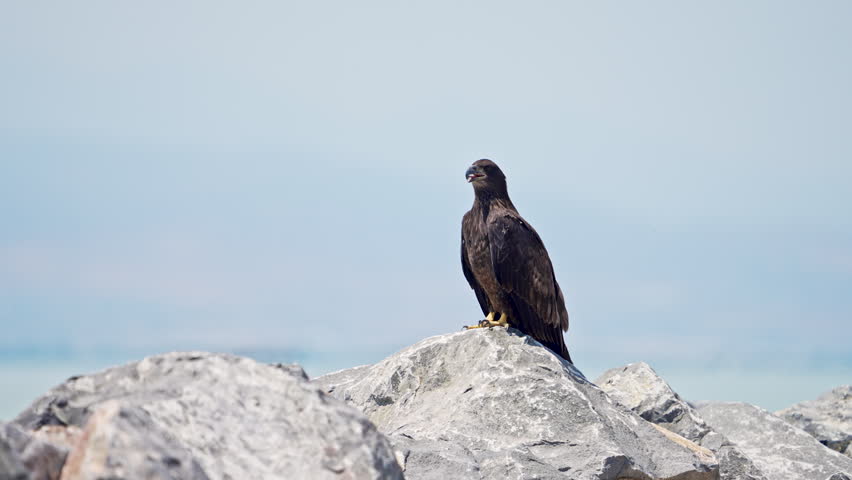Juvenile bald eagle sitting on the rocks along Utah lake during the summer.
