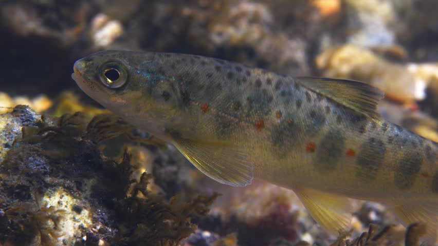 Juvenile Brown Trout swims in Chalk stream.