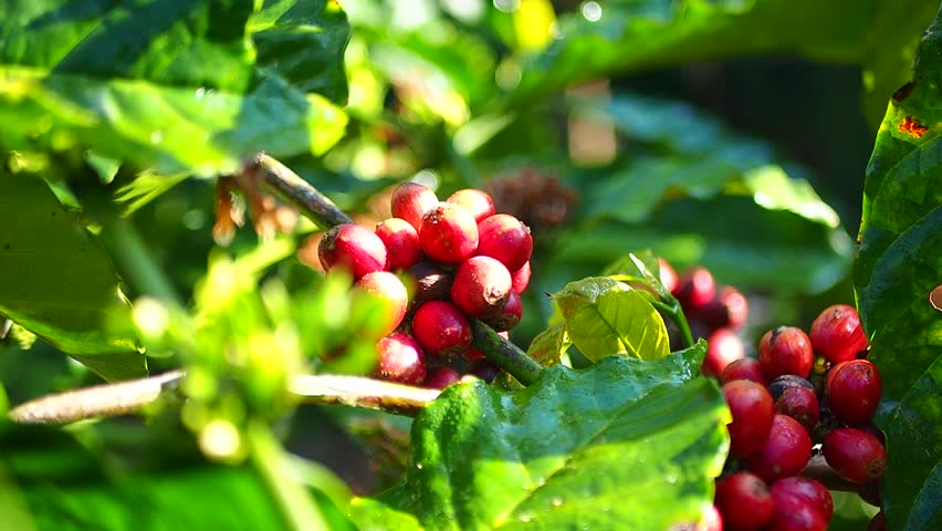 Ripe red coffee cherries on a branch surrounded by lush green leaves, ready for harvest under natural sunlight