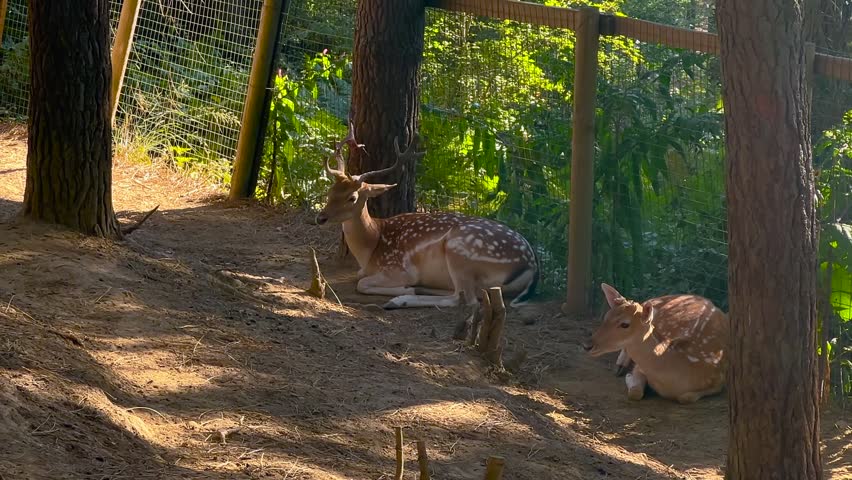 Two fallow deer resting on pine needles in a fenced outdoor enclosure in coniferous forest. Dappled sunlight and shade creating calm wildlife park atmosphere