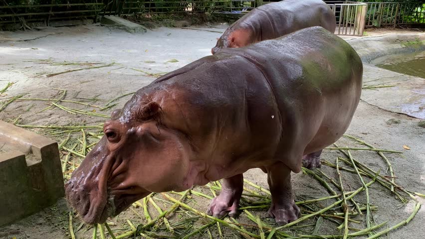 Two large muddy rhinos feed on green stalks in a zoo enclosure with concrete floor and wooden fencing, shot from low angle.