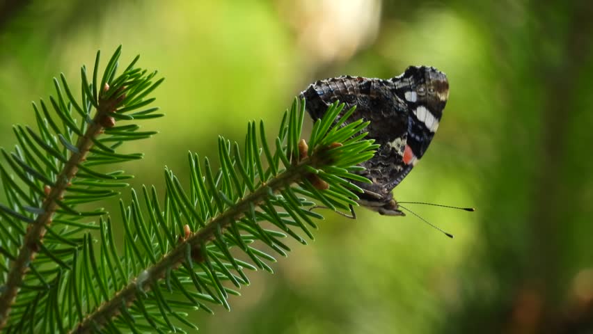 A Red Admiral butterfly (Vanessa atalanta) resting on a fir branch in a peaceful forest. Close-up wildlife footage showcasing the striking colors and delicate beauty of this iconic butterfly in its natural habitat.