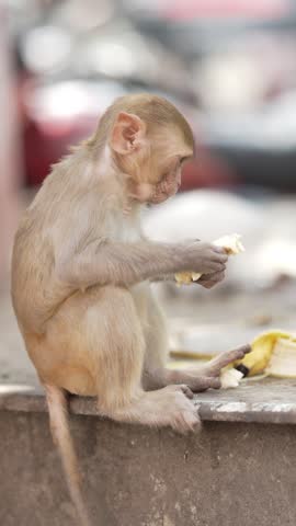 Young Rhesus Macaque Monkey Eating Food While Sitting Outdoors