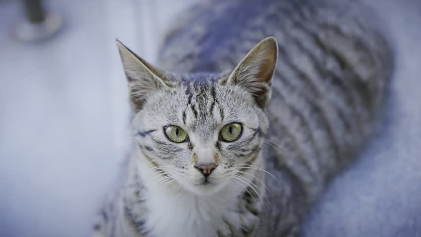 Close-up of a Grey Tabby Cat Staring at Camera