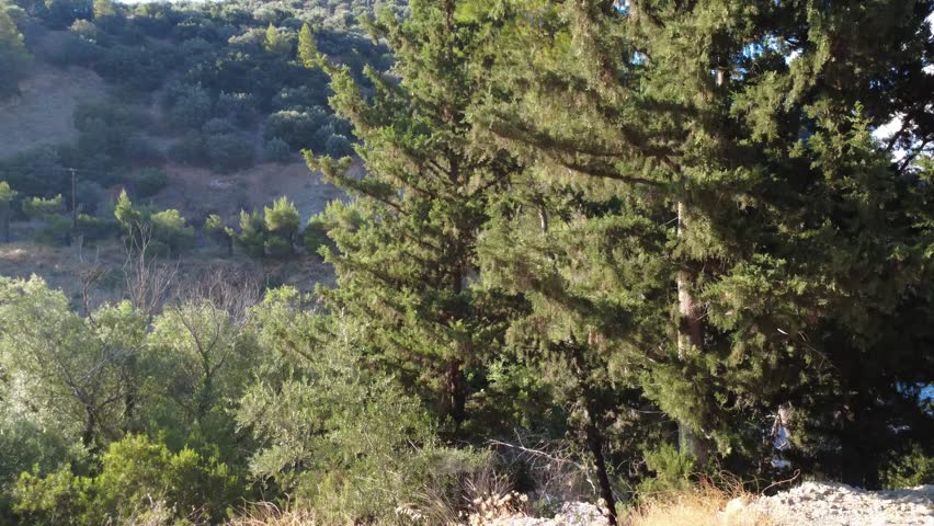 Close up aerial view captures vibrant green forest canopy shining in sunset light, overlooking an arid mountain slope, a winding road, and a stony river valley in the distance.