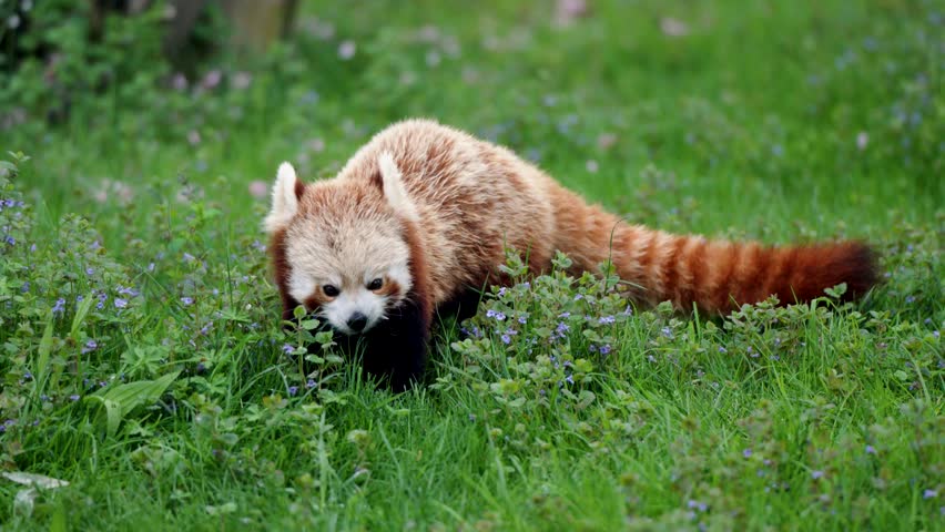a cute red panda eating green grass in a beautiful meadow with little blue and purple flowers