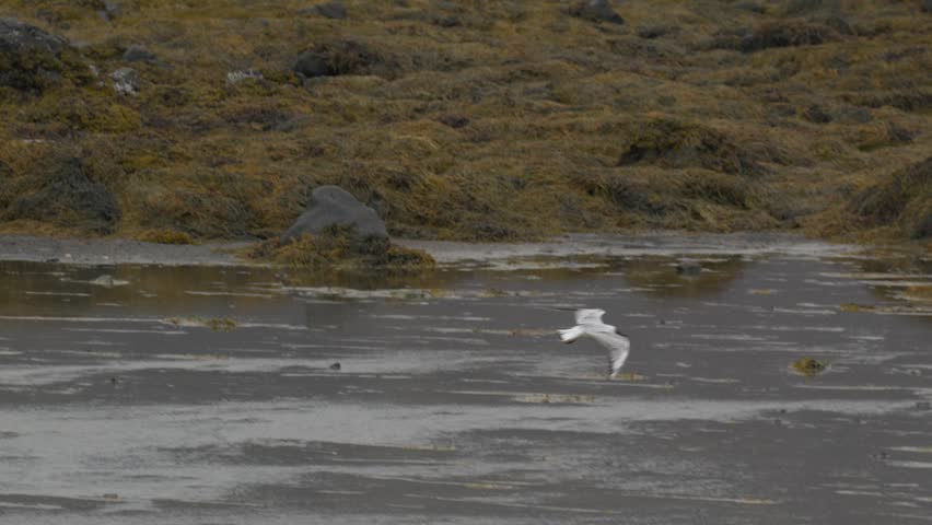 Black-Headed Gull Landing on Rock in Coastal Iceland Waters 4K Wildlife Footage