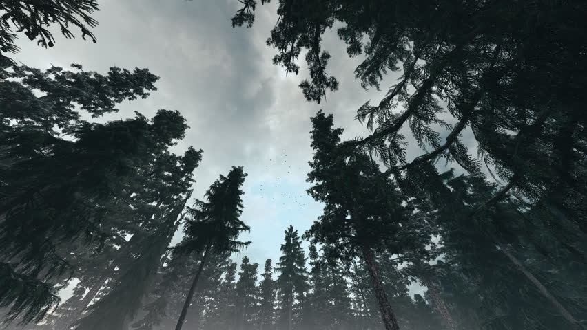 Dark Forest Canopy Beneath Storm Clouds with Circling Birds