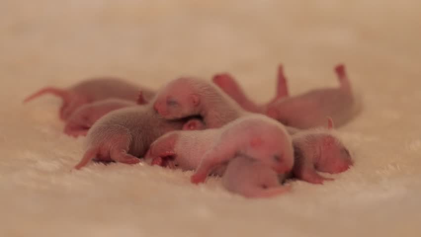 Group of blind newborn domestic ferret kits sleeping together on a fluffy blanket