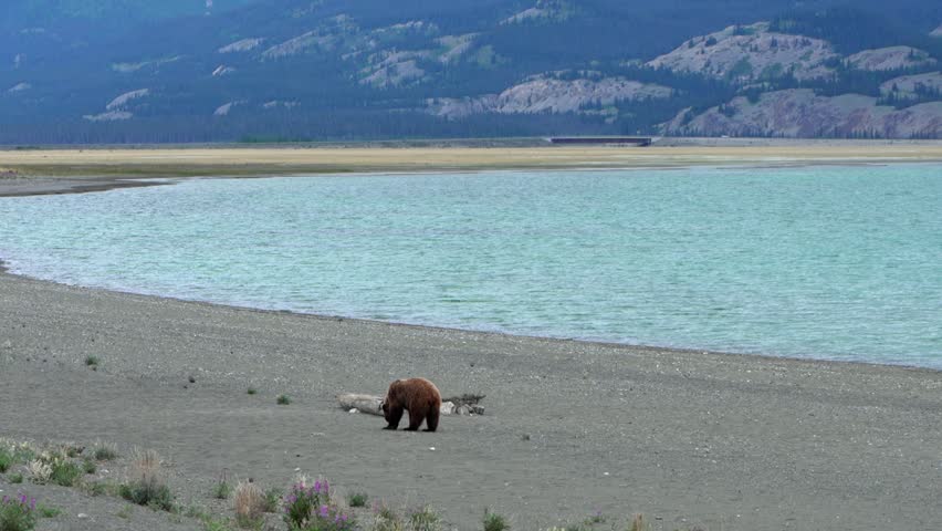 Grizzly bear walking on a gravel shoreline next to a glacial lake under mountains in Yukon