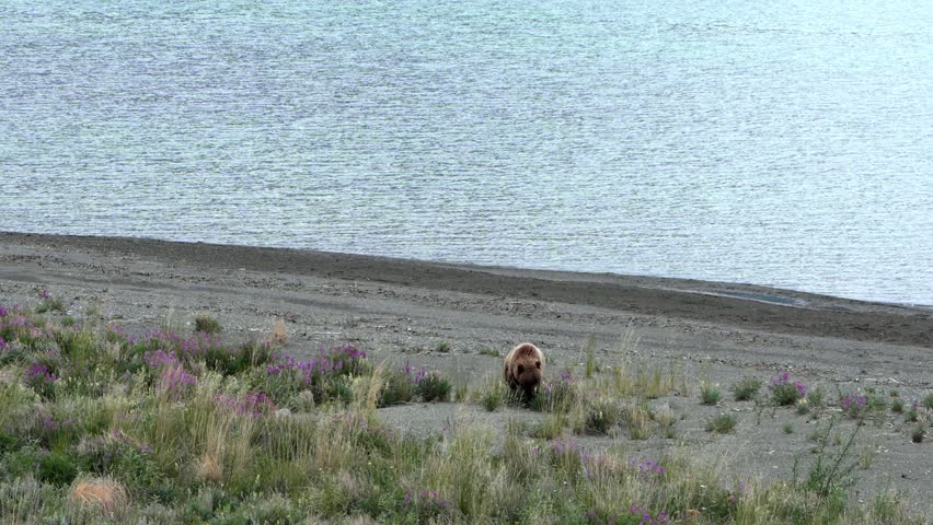Grizzly bear walking on a gravel shoreline next to a glacial lake under mountains in Yukon