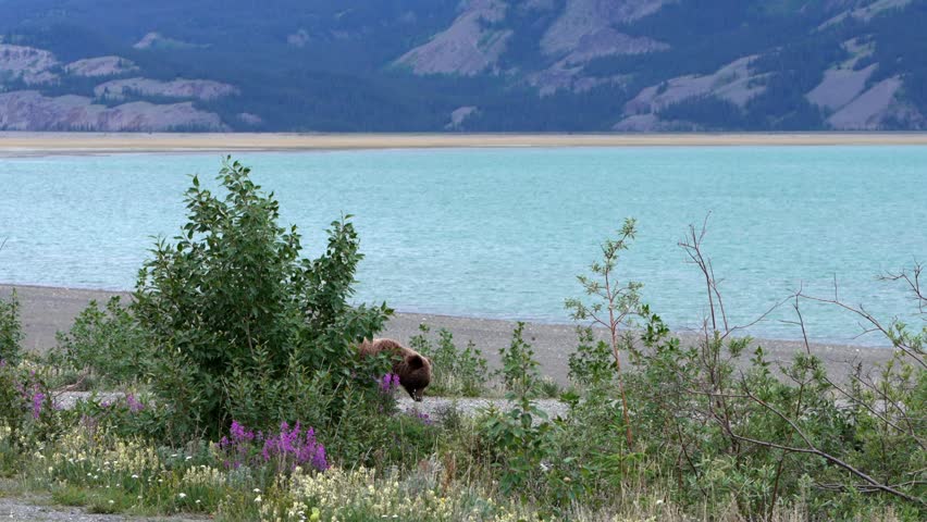 Grizzly bear walking on a gravel shoreline next to a glacial lake under mountains in Yukon
